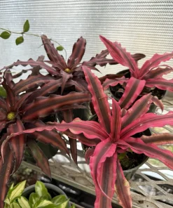 Pink Earth Star Bromeliad Live Plant - Cryptanthus bromelioides Houseplant - Image 1