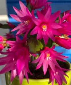 Pink Easter Cactus Live Plant - Blooming Succulent, 4-6 Inch Tall, Indoor/Outdoor - Image 2
