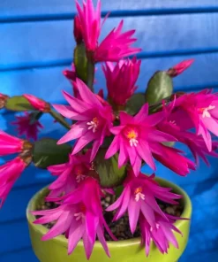 Pink Easter Cactus Live Plant - Blooming Succulent, 4-6 Inch Tall, Indoor/Outdoor - Image 3