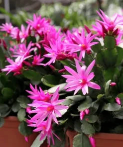Pink Easter Cactus Live Plant - Blooming Succulent, 4-6 Inch Tall, Indoor/Outdoor - Image 4