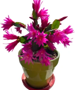 Pink Easter Cactus Live Plant - Blooming Succulent, 4-6 Inch Tall, Indoor/Outdoor - Image 5