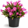 Pink Easter Cactus Live Plant - Blooming Succulent, 4-6 Inch Tall, Indoor/Outdoor - Image 1