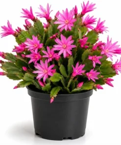 Pink Easter Cactus Live Plant - Blooming Succulent, 4-6 Inch Tall, Indoor/Outdoor - Image 1