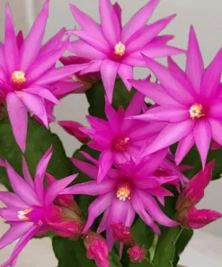 Pink Easter Cactus Live Plant Set of 2 - Spring Flowering Succulent in 4 Inch Pot - Image 2