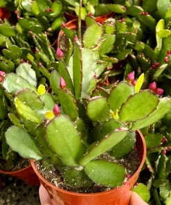 Pink Easter Cactus Live Plant Set of 2 - Spring Flowering Succulent in 4 Inch Pot - Image 3