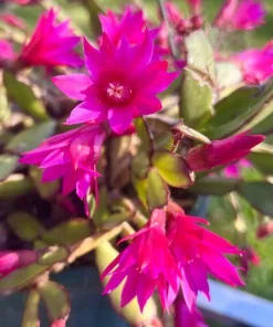 Pink Easter Cactus Live Plant Set of 2 - Spring Flowering Succulent in 4 Inch Pot - Image 4