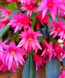 Pink Easter Cactus Live Plant Set of 2 - Spring Flowering Succulent in 4 Inch Pot - Image 5
