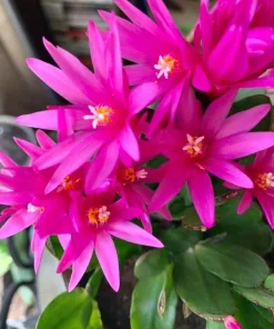Pink Easter Cactus Live Plant Set of 2 - Spring Flowering Succulent in 4 Inch Pot - Image 6