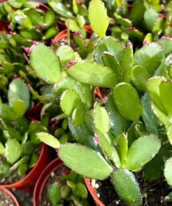 Pink Easter Cactus Live Plant Set of 2 - Spring Flowering Succulent in 4 Inch Pot - Image 7