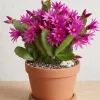 Pink Easter Cactus Live Plant Set of 2 - Spring Flowering Succulent in 4 Inch Pot - Image 1