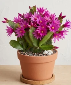 Pink Easter Cactus Live Plant Set of 2 - Spring Flowering Succulent in 4 Inch Pot - Image 1