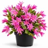 Pink Easter Cactus Live Plant – Spring Blooming Succulent – 4-6 Inch Tall Indoor Houseplant - Image 1