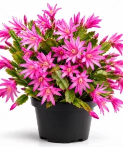 Pink Easter Cactus Live Plant – Spring Blooming Succulent – 4-6 Inch Tall Indoor Houseplant - Image 1