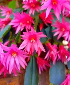 Pink Easter Cactus Live Plant – Spring Blooming Succulent – 4-6 Inch Tall Indoor Houseplant - Image 2