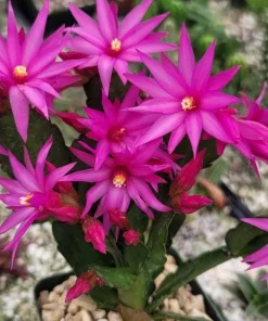 Pink Easter Cactus Live Plant – Spring Blooming Succulent – 4-6 Inch Tall Indoor Houseplant - Image 3