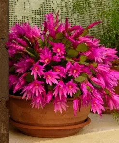 Pink Easter Cactus Live Plant – Spring Blooming Succulent – 4-6 Inch Tall Indoor Houseplant - Image 4