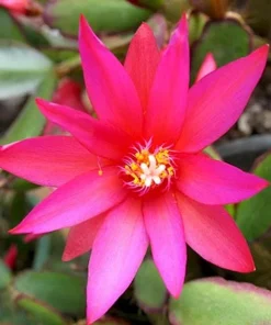 Pink Easter Cactus Live Plant – Spring Blooming Succulent – 4-6 Inch Tall Indoor Houseplant - Image 5