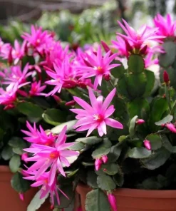 Pink Easter Cactus Live Plant – Spring Blooming Succulent – 4-6 Inch Tall Indoor Houseplant - Image 6