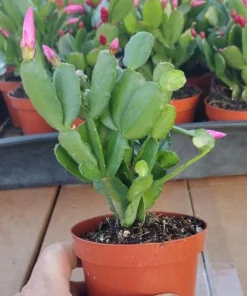 Pink Easter Cactus Live Plant – Spring Blooming Succulent – 4-6 Inch Tall Indoor Houseplant - Image 7
