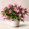Pink Easter Cactus Live Plant, Spring Houseplant, 4-8 Inch Tall - Image 1