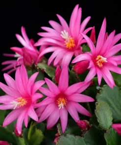 Pink Easter Cactus Live Plant, Spring Houseplant, 4-8 Inch Tall - Image 5