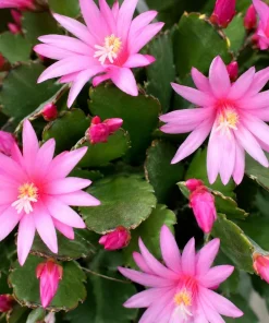 Pink Easter Cactus Live Plant, Spring Houseplant, 4-8 Inch Tall - Image 7