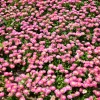 Pink English Daisy Seeds - Bellis Perennis Tasso Pink Double Flower - 100 Seeds - Image 1