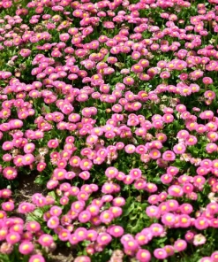 Pink English Daisy Seeds - Bellis Perennis Tasso Pink Double Flower - 100 Seeds - Image 1
