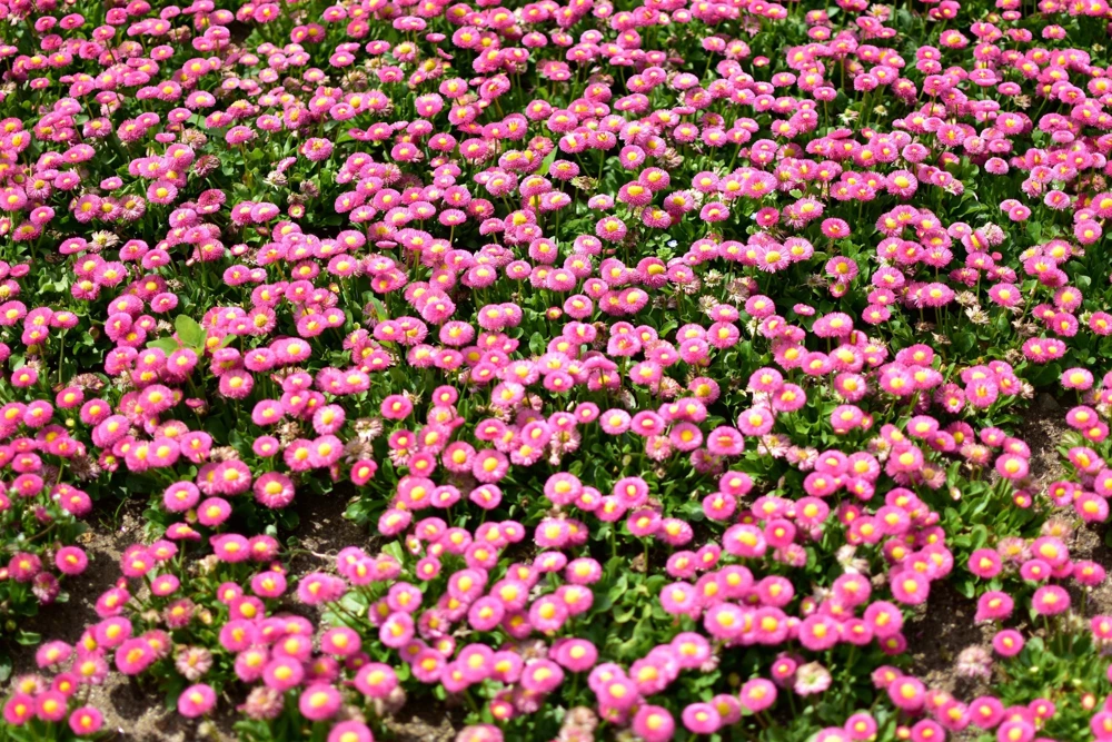 Pink English Daisy Seeds - Bellis Perennis Tasso Pink Double Flower - 100 Seeds - Image 1