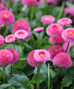 Pink English Daisy Seeds - Bellis Perennis Tasso Pink Double Flower - 100 Seeds - Image 10
