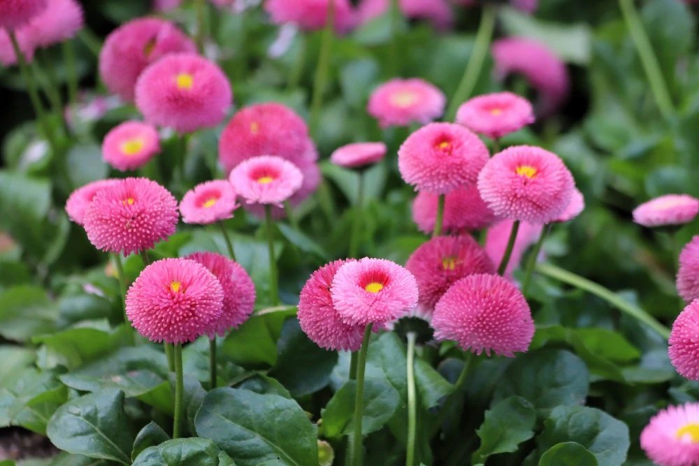 Pink English Daisy Seeds - Bellis Perennis Tasso Pink Double Flower - 100 Seeds - Image 10