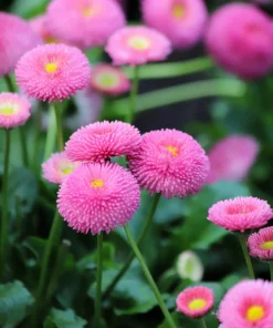 Pink English Daisy Seeds - Bellis Perennis Tasso Pink Double Flower - 100 Seeds - Image 11