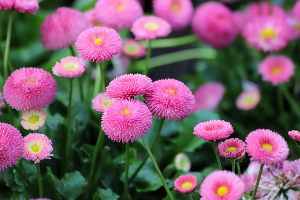 Pink English Daisy Seeds - Bellis Perennis Tasso Pink Double Flower - 100 Seeds - Image 11