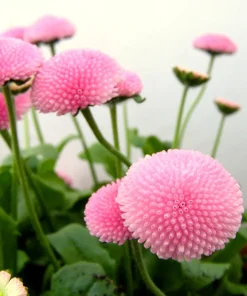 Pink English Daisy Seeds - Bellis Perennis Tasso Pink Double Flower - 100 Seeds - Image 12