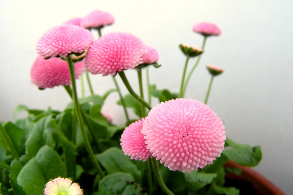 Pink English Daisy Seeds - Bellis Perennis Tasso Pink Double Flower - 100 Seeds - Image 12