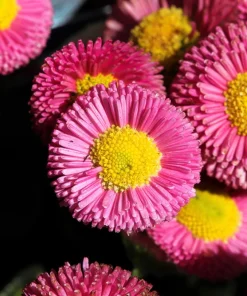 Pink English Daisy Seeds - Bellis Perennis Tasso Pink Double Flower - 100 Seeds - Image 2