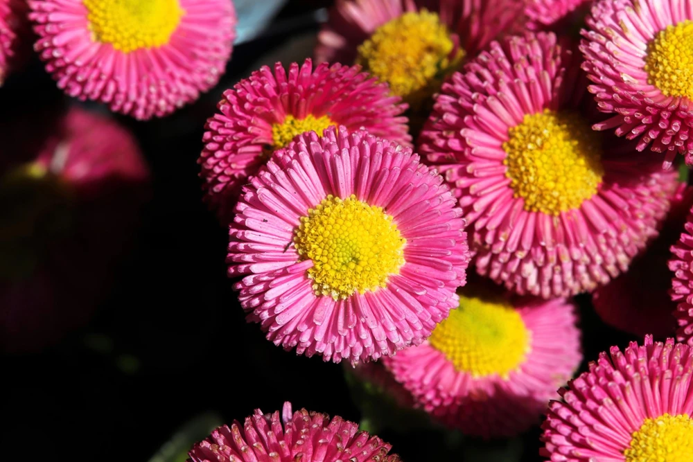 Pink English Daisy Seeds - Bellis Perennis Tasso Pink Double Flower - 100 Seeds - Image 2