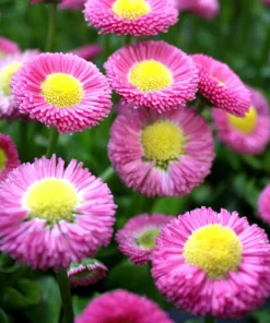 Pink English Daisy Seeds - Bellis Perennis Tasso Pink Double Flower - 100 Seeds - Image 3