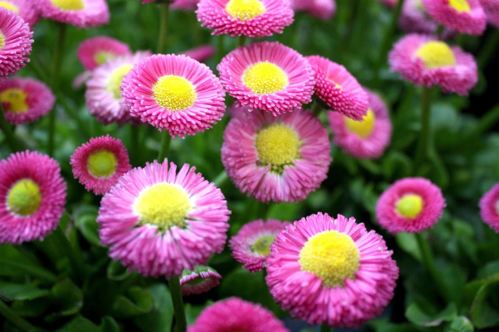 Pink English Daisy Seeds - Bellis Perennis Tasso Pink Double Flower - 100 Seeds - Image 3