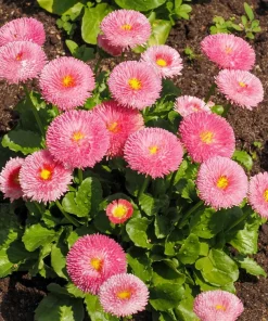 Pink English Daisy Seeds - Bellis Perennis Tasso Pink Double Flower - 100 Seeds - Image 4