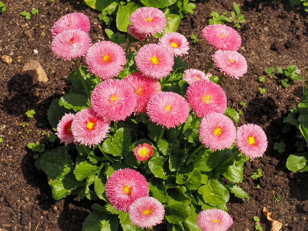 Pink English Daisy Seeds - Bellis Perennis Tasso Pink Double Flower - 100 Seeds - Image 4