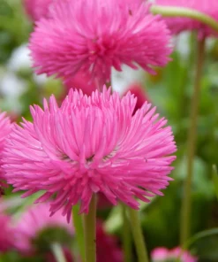 Pink English Daisy Seeds - Bellis Perennis Tasso Pink Double Flower - 100 Seeds - Image 5