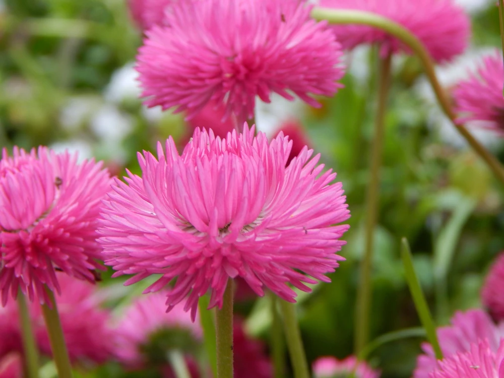 Pink English Daisy Seeds - Bellis Perennis Tasso Pink Double Flower - 100 Seeds - Image 5
