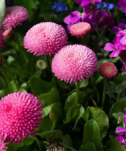 Pink English Daisy Seeds - Bellis Perennis Tasso Pink Double Flower - 100 Seeds - Image 6