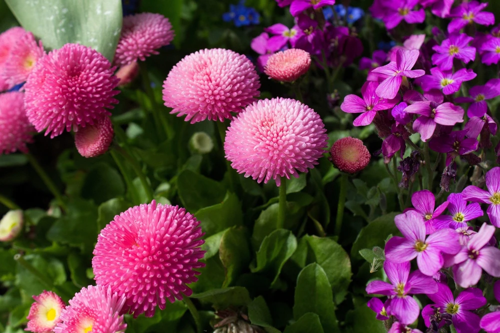 Pink English Daisy Seeds - Bellis Perennis Tasso Pink Double Flower - 100 Seeds - Image 6