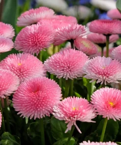Pink English Daisy Seeds - Bellis Perennis Tasso Pink Double Flower - 100 Seeds - Image 7