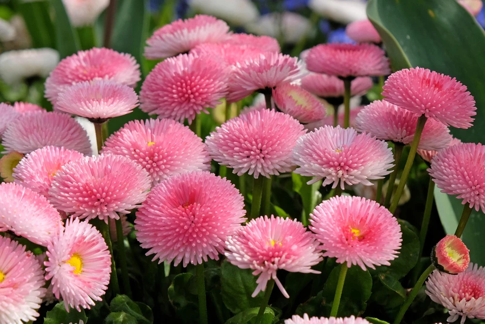Pink English Daisy Seeds - Bellis Perennis Tasso Pink Double Flower - 100 Seeds - Image 7