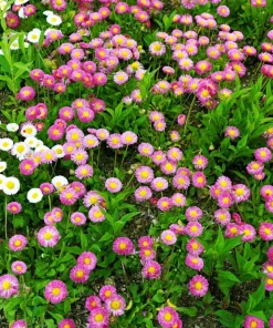 Pink English Daisy Seeds - Bellis Perennis Tasso Pink Double Flower - 100 Seeds - Image 8