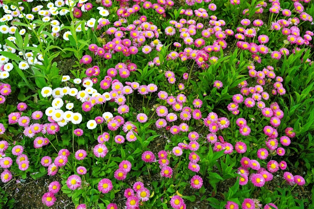 Pink English Daisy Seeds - Bellis Perennis Tasso Pink Double Flower - 100 Seeds - Image 8