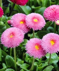 Pink English Daisy Seeds - Bellis Perennis Tasso Pink Double Flower - 100 Seeds - Image 9